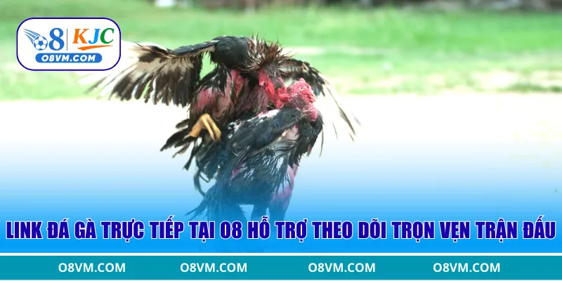 Link đá gà trực tiếp tại O8 hỗ trợ theo dõi trọn vẹn trận đấu