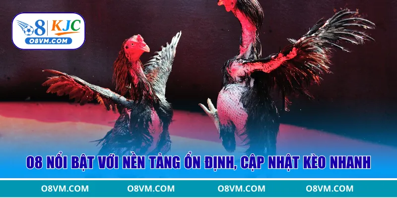 O8 nổi bật với nền tảng ổn định, cập nhật kèo nhanh